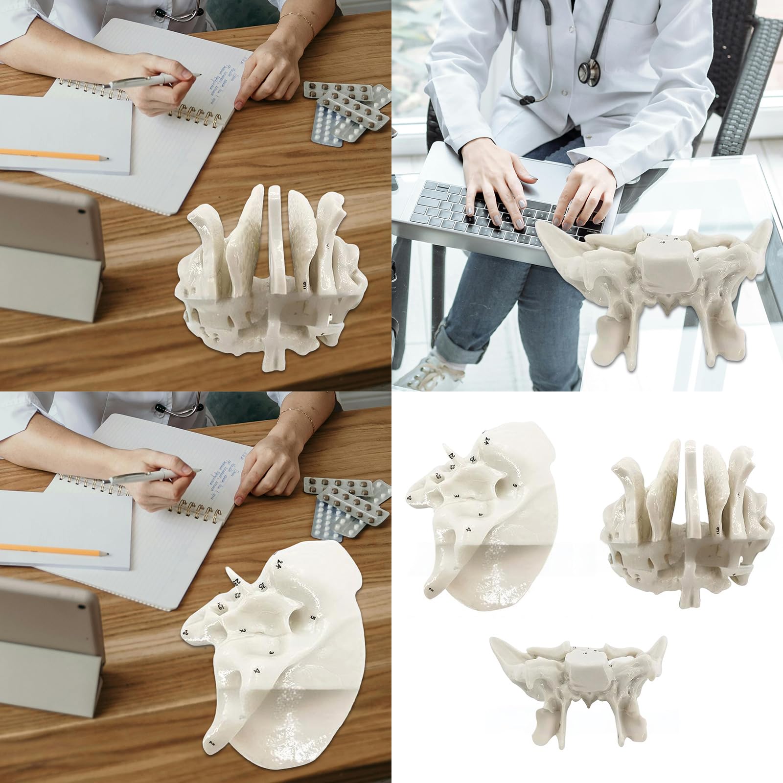 Menschliches Skelettmodell für die Anatomie des Ethmoidknochens, Lehrmittel, praktisches Schläfenbein, Krankenhausbedarf, menschliche Skelettanatomie