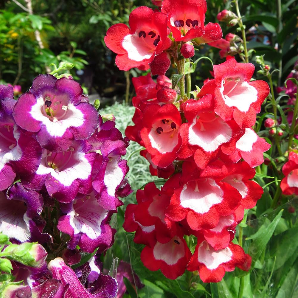 Penstemon Mixed Colours Seeds – First Year Flowering Border Plants – Hardy Perennial – for Your Beautiful Garden