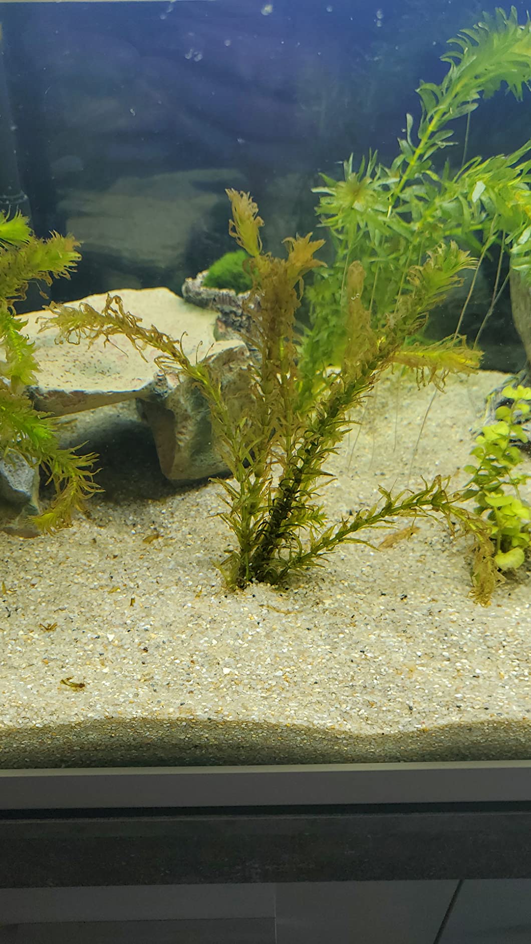 1 Bund Wasserpest, 56 Pflanzen,Aquarium, Teich Amazon.de Haustier