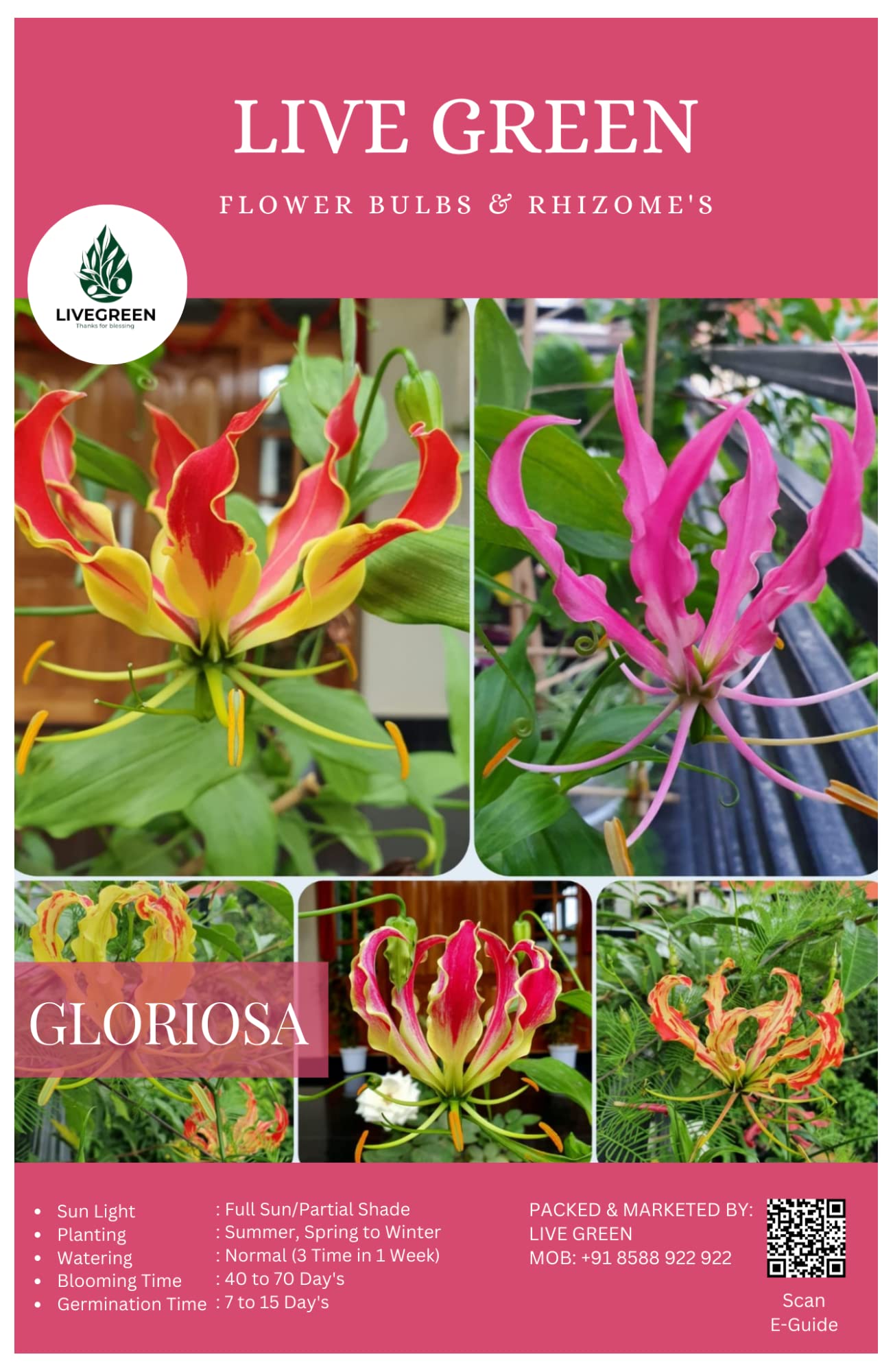 Live Green Glory Lily – Gloriosa Climbing Flower Bulbs and Rhizomes New Pack Qty 10pcs for Summer Gardening (B0BSRZ72DZ) Amazon Price History, Amazon Price Tracker