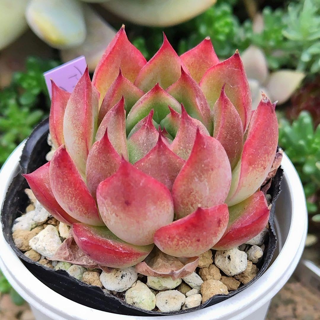 Amazon.co.jp: 多肉植物 エケベリア アガボイデス?プリドニス
