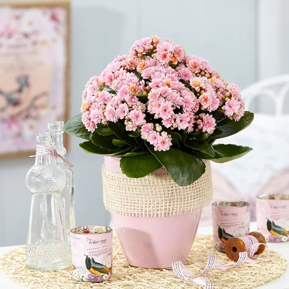 Plant Theory 10.5cm Pot Kalanchoe Serenity Bicolour Pink House Plant