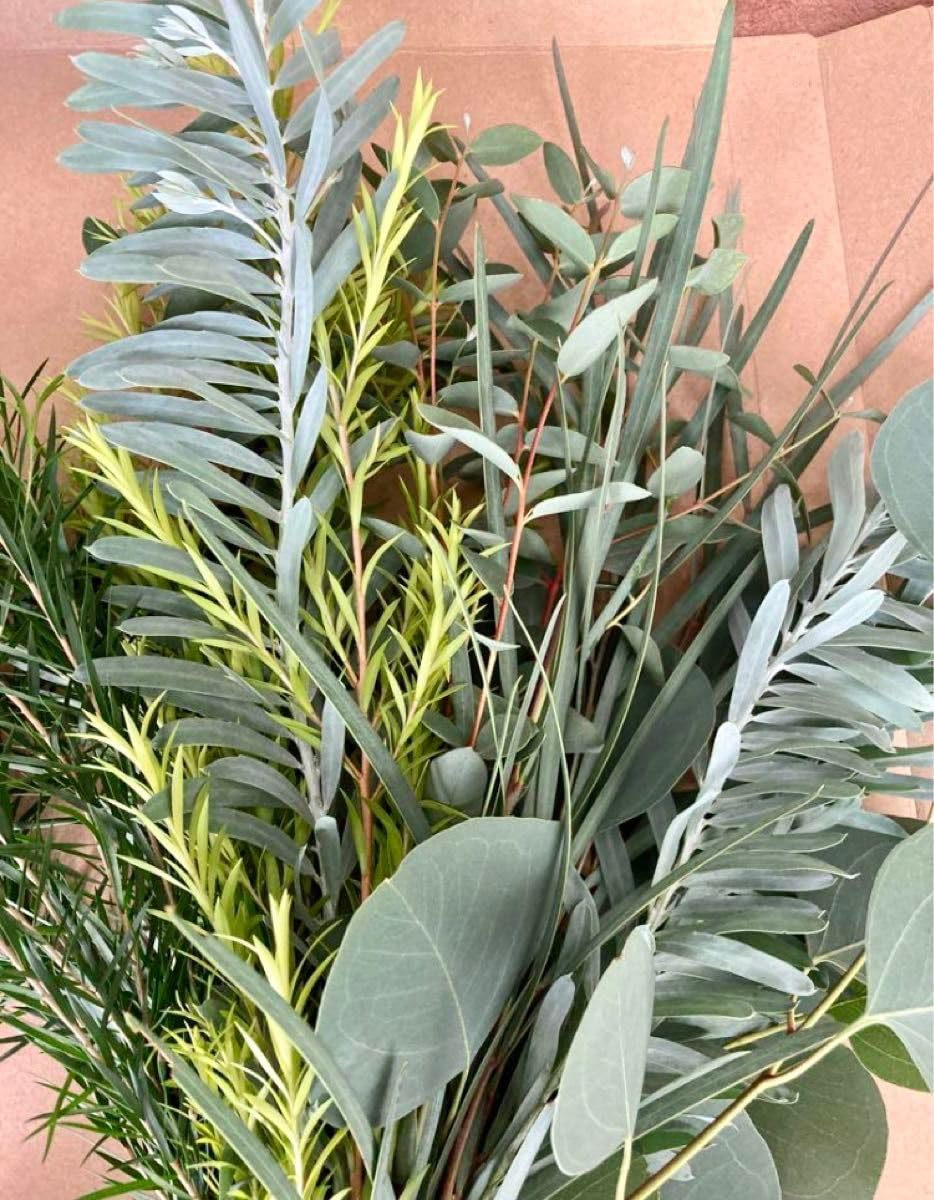 ✤ ユーカリ ポポラス ✤ フレッシュ*＊ 再販特価！フレッシュユーカリポポラス カット枝 ドライフラワー