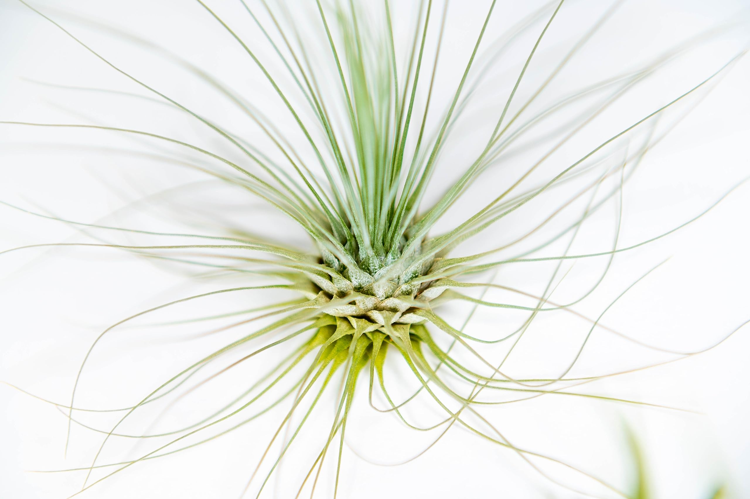 PACK Piante d'aria - Tillandsia Fuchsii Gracilis, T. Bulbosa, T. Capitata Peach - Piante da fiore naturali - Esterni ed interni (9)