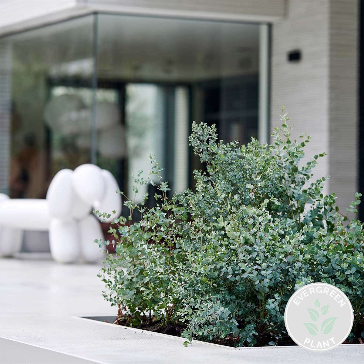 Bloomique - Eucalyptus gunnii - Gommier - Arbuste - Persistant - Hauteur 40-50 cm