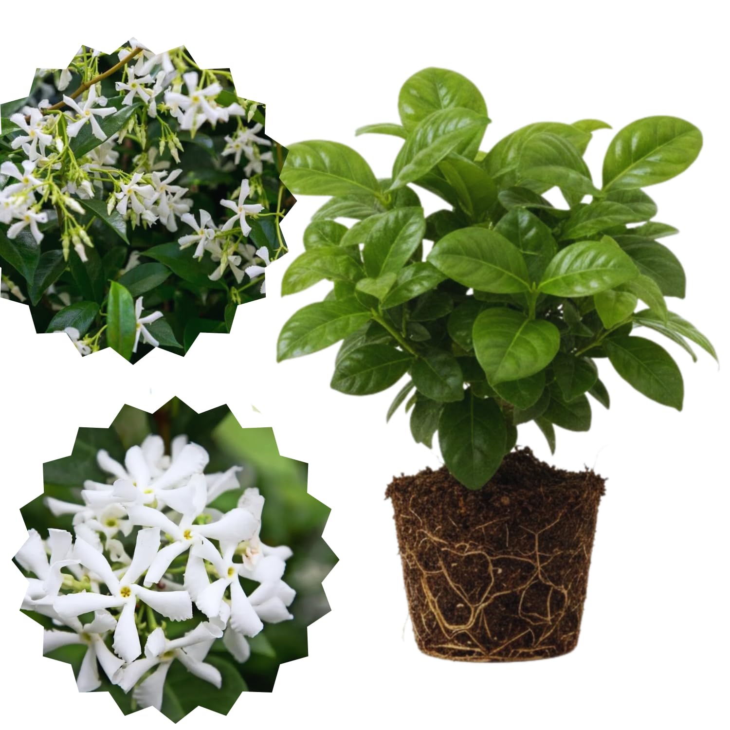 Amazon.com : 2 Jasmine Flower Plants Indoor Live, 4 to 6 Inc Long