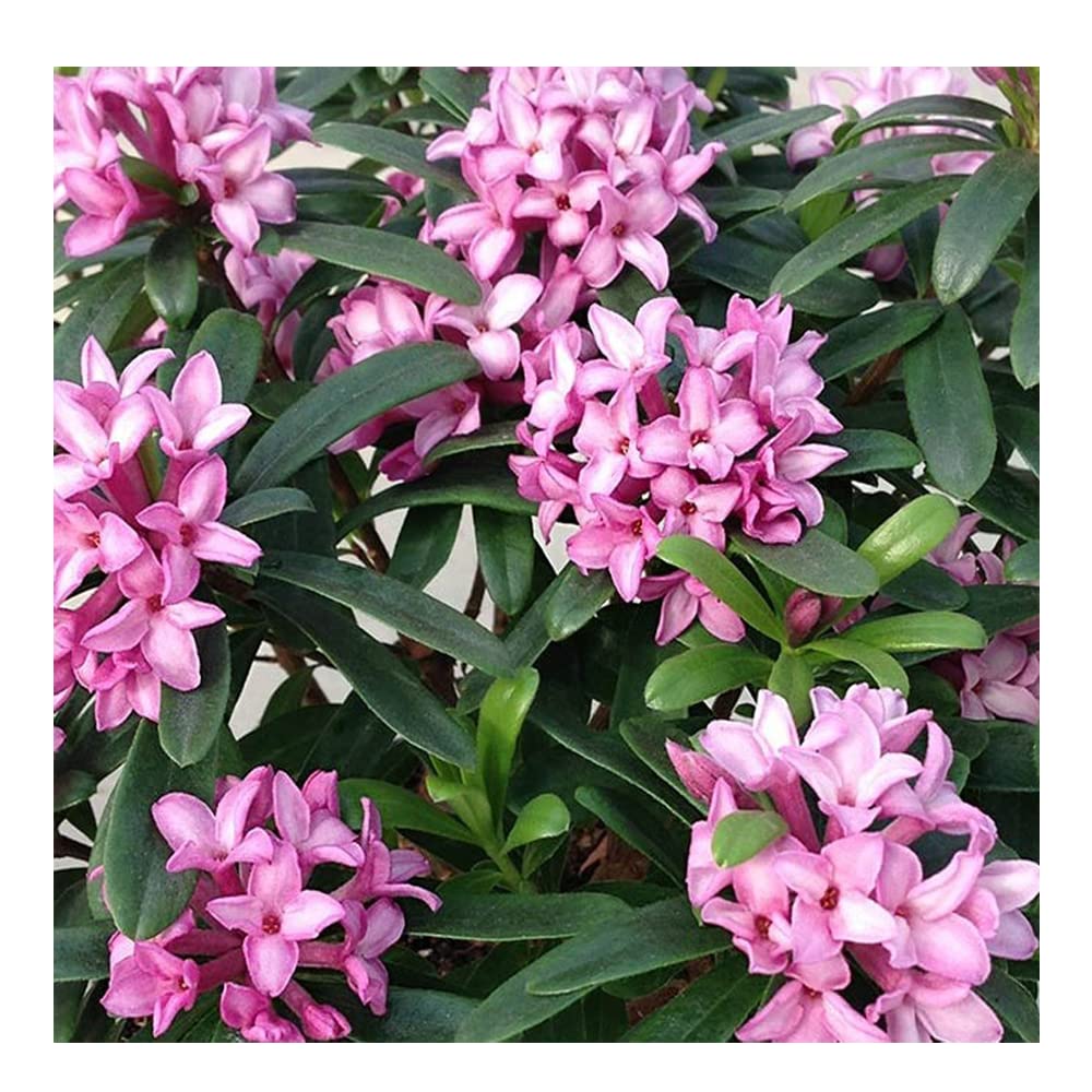 Daphne transatlantica 'Eternal Pink Fragrance' 15cm Pot Size