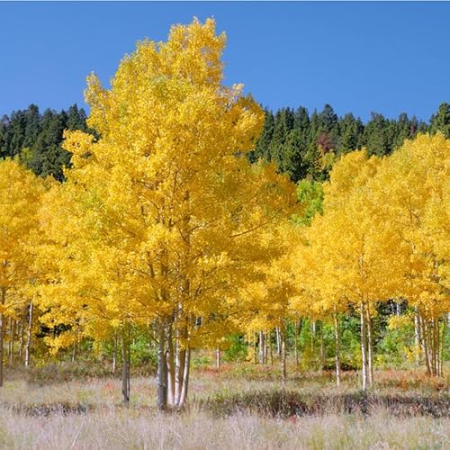 Quaking Aspen Tree - 24-36" Tall Live Plant - 2-3 Foot Tall Fast-Growing Native Landscape Tree - Populus tremuloides