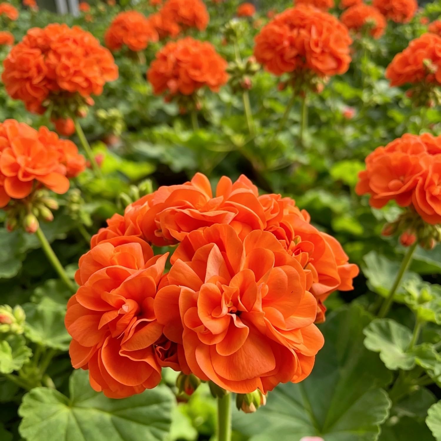 Double Geranium Seed-Hardy,Perennial, Vibrant Floral Display Garden