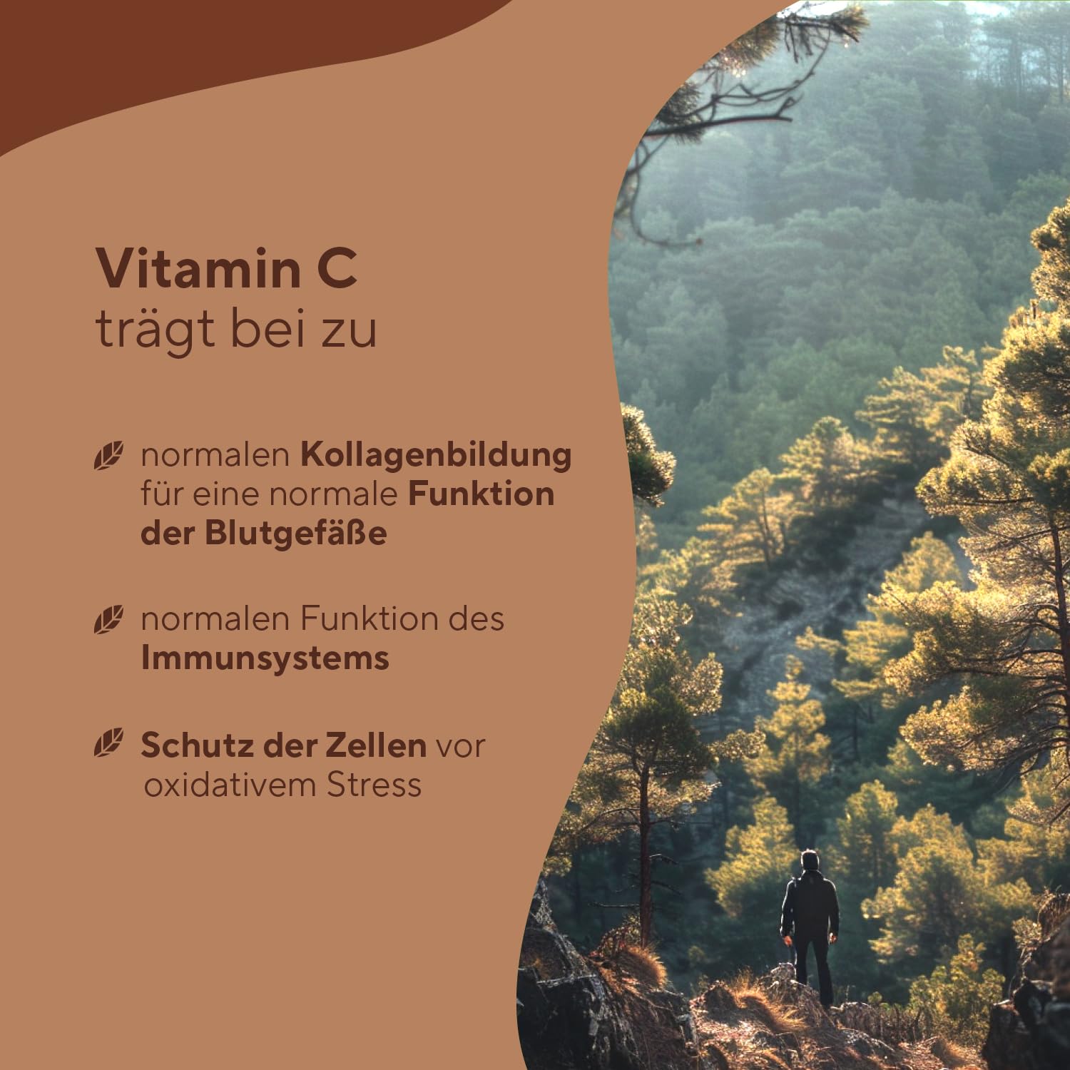 Pinienrindenextrakt Kapsel hochdosiert - 660mg für 180 Tage - Kiefernrindenextrakt mit Proanthocyanidien + natürliches Vitamin C - Premium: Französische Seekiefer - Ohne Zusätze - TRUE NATURE