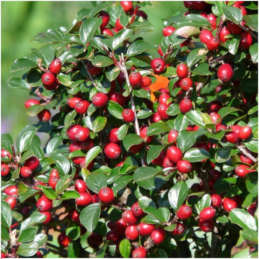 Plants by Frank Cotoneaster Dammeri, 24 plantes de cotonéaster, Ø 9 cm