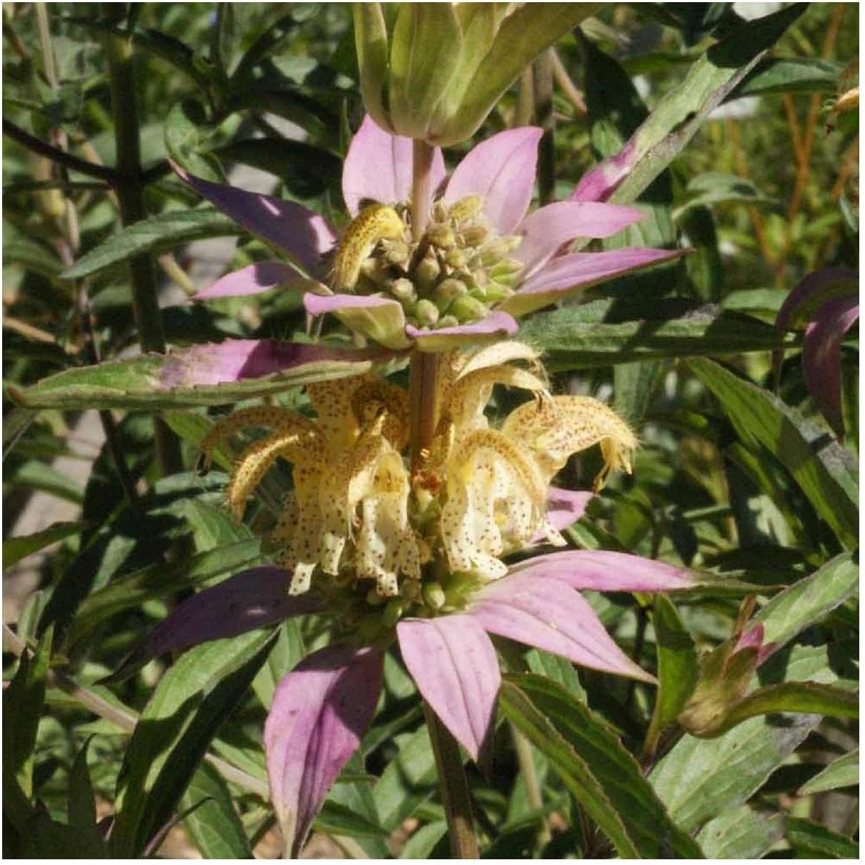 Everwilde Farms - 1 Oz Spotted Bee Balm Native Wildflower Seeds - Gold Vault