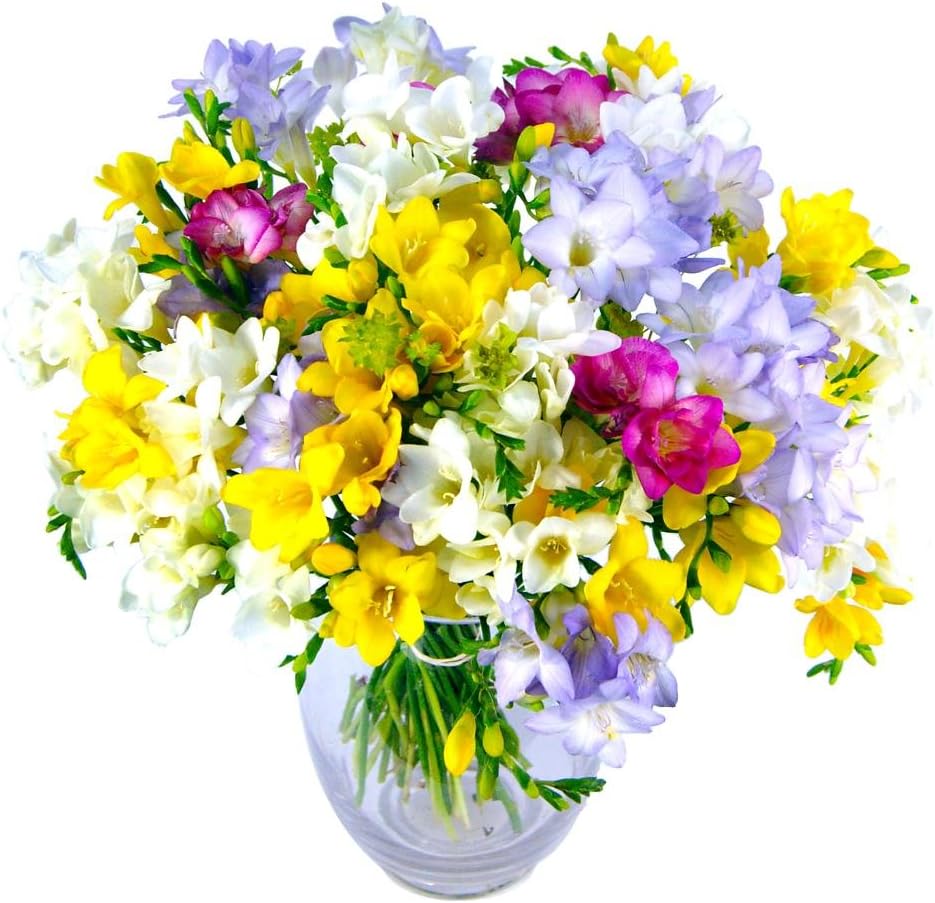 Clare Florist Freesia Fragrance Fresh Flower Bouquet Mixed Freesia Bouquet Beautifully Arranged - Perfect for Birthdays and Anniversaries