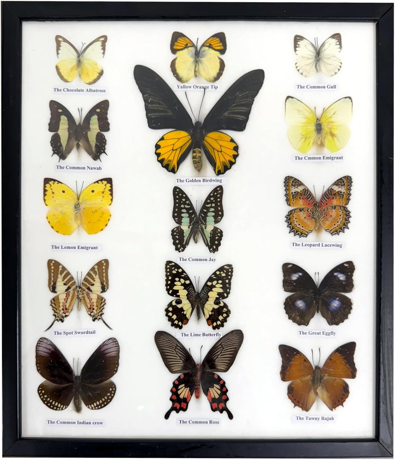 Real Framed Butterflies – Butterfly Moth Art Display Taxidermy Artwork Wall Décor, Natural Exquisite Collection, 15 Specimens in 15 x 13 Frame