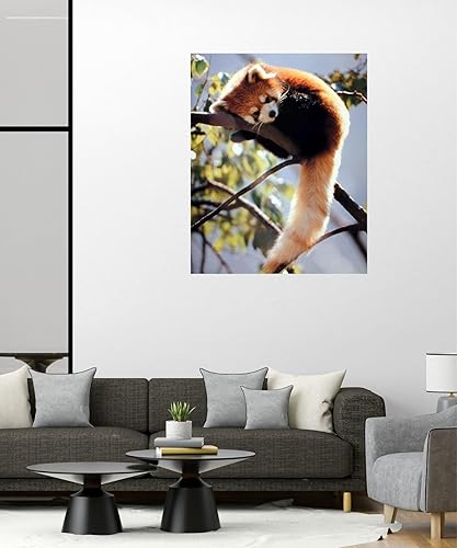 Miniatura 4 de Póster impreso con diseño de panda rojo sentado en un árbol y vida silvestre (16 x 20 pulgadas)