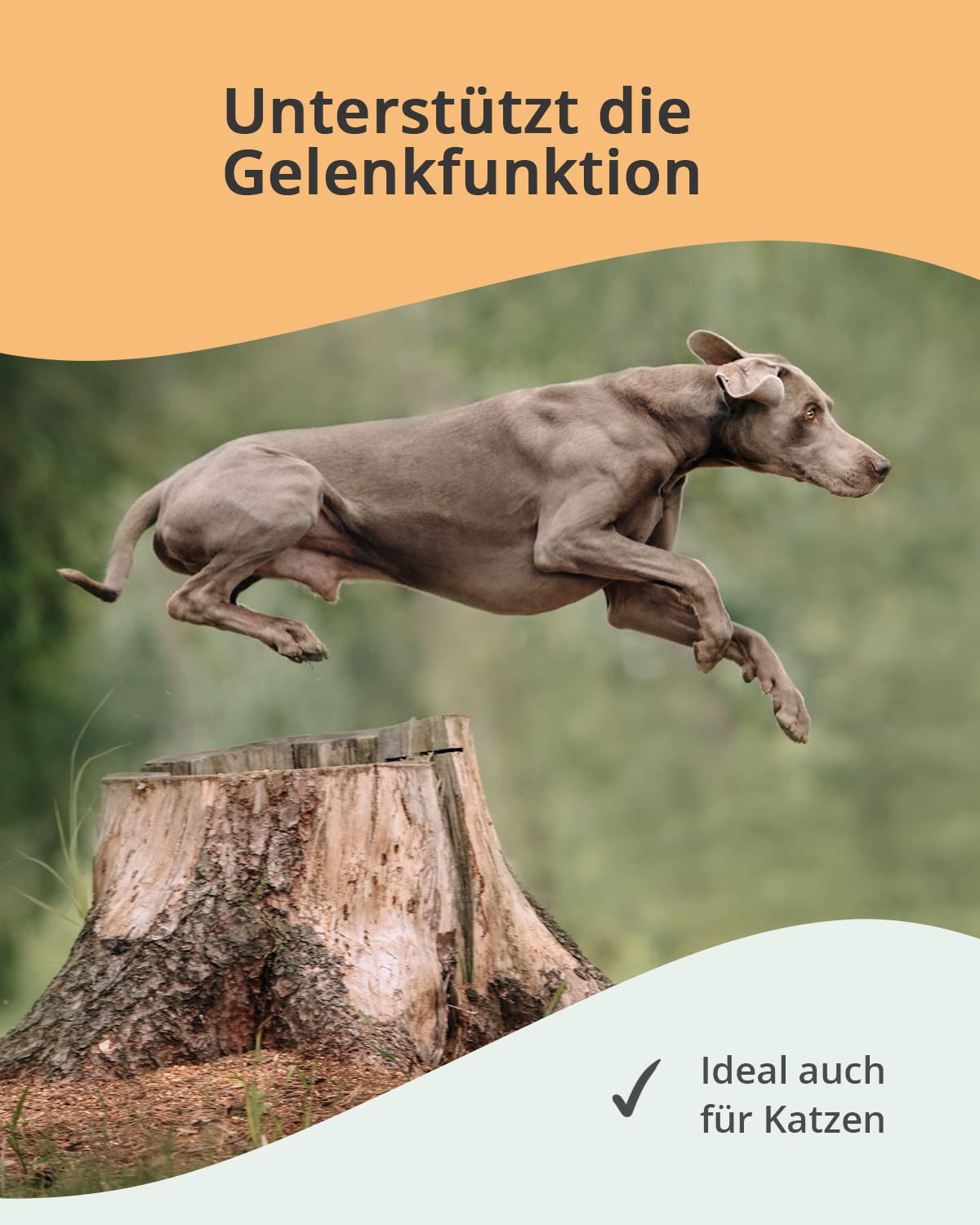 Vetoquinol - Caniviton Forte Plus Ergänzungsfuttermittel für Hunde und Katzen 90 Tabletten, 1er Pack (1 x 0.24 kilograms)