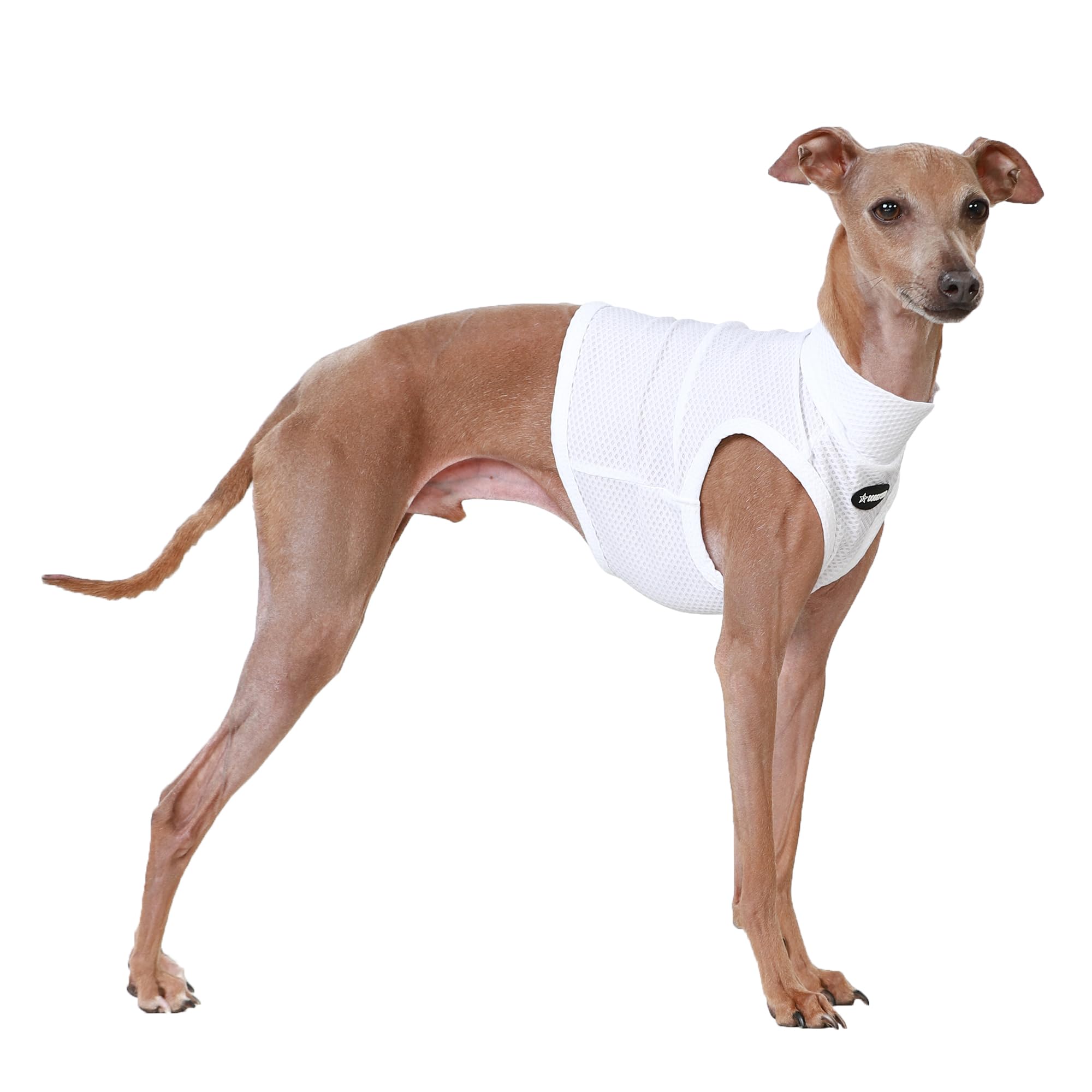 D Doggy Star Italian Greyhound Clothes Summer Cooling Crop Top T Shirt Whippet for Dog (2XL,Coolcrop White) โ image 1