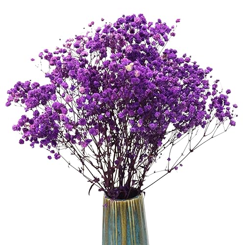 TooGet Purple Natural Dried Flowers Babys Breath Bouquet Gypsophila Branches