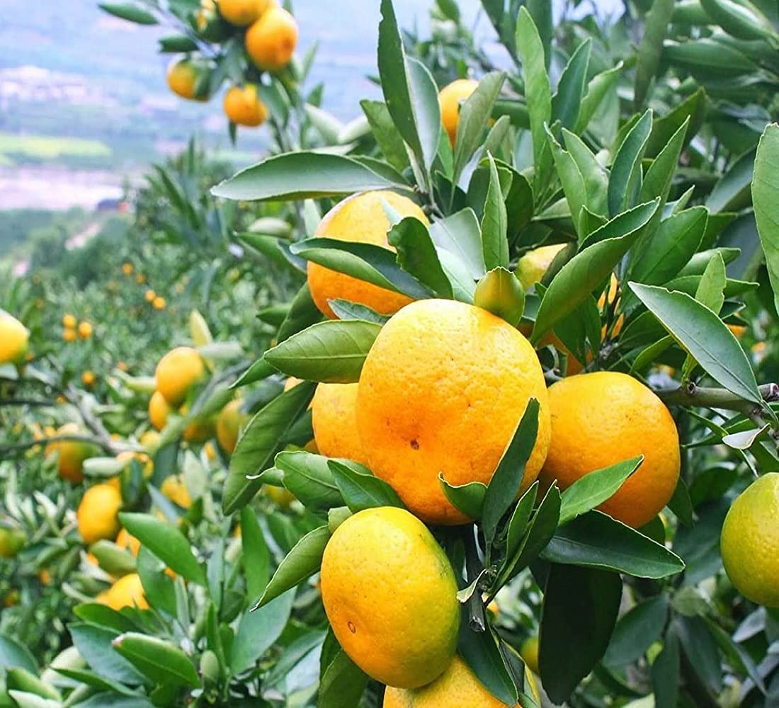 See full amazon price history chart for IXORA Darjeeling Orange Variety Grafted Santra Fruit Live Plants & Tree(1-2 Feet Size) IXORA Darjeeling Orange Variety Grafted Santra Fruit Live Plants & Tree(1-2 Feet Size) (B0BM825XHC) Amazon Price History, Amazon Price Tracker