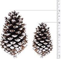 Vista 2 de Supla 10 piñas naturales medianas esmeriladas de piñas de pino, adornos de piñas reales preservadas, secas, de 3 a 4 pulgadas de alto