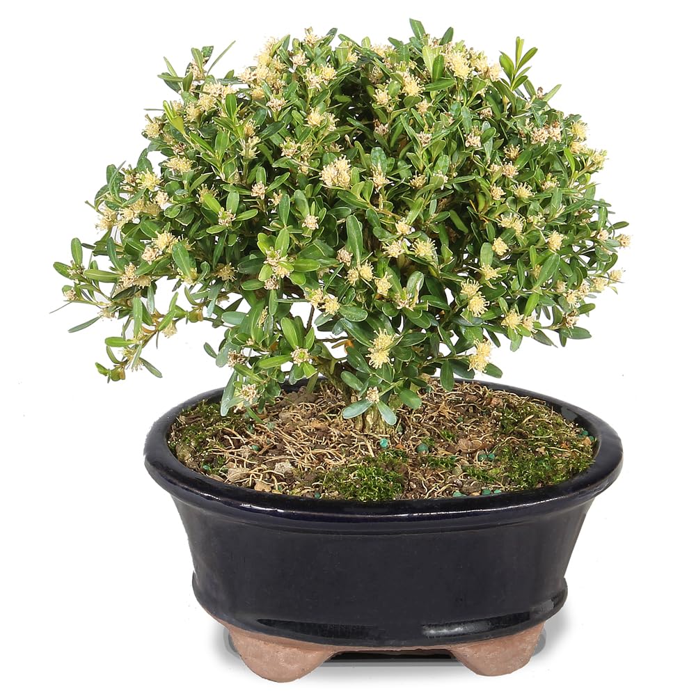 Brussel's Harland Boxwood Bonsai