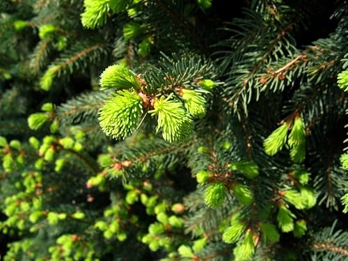 Abeto columnar Noruega 2 - Injerto de año