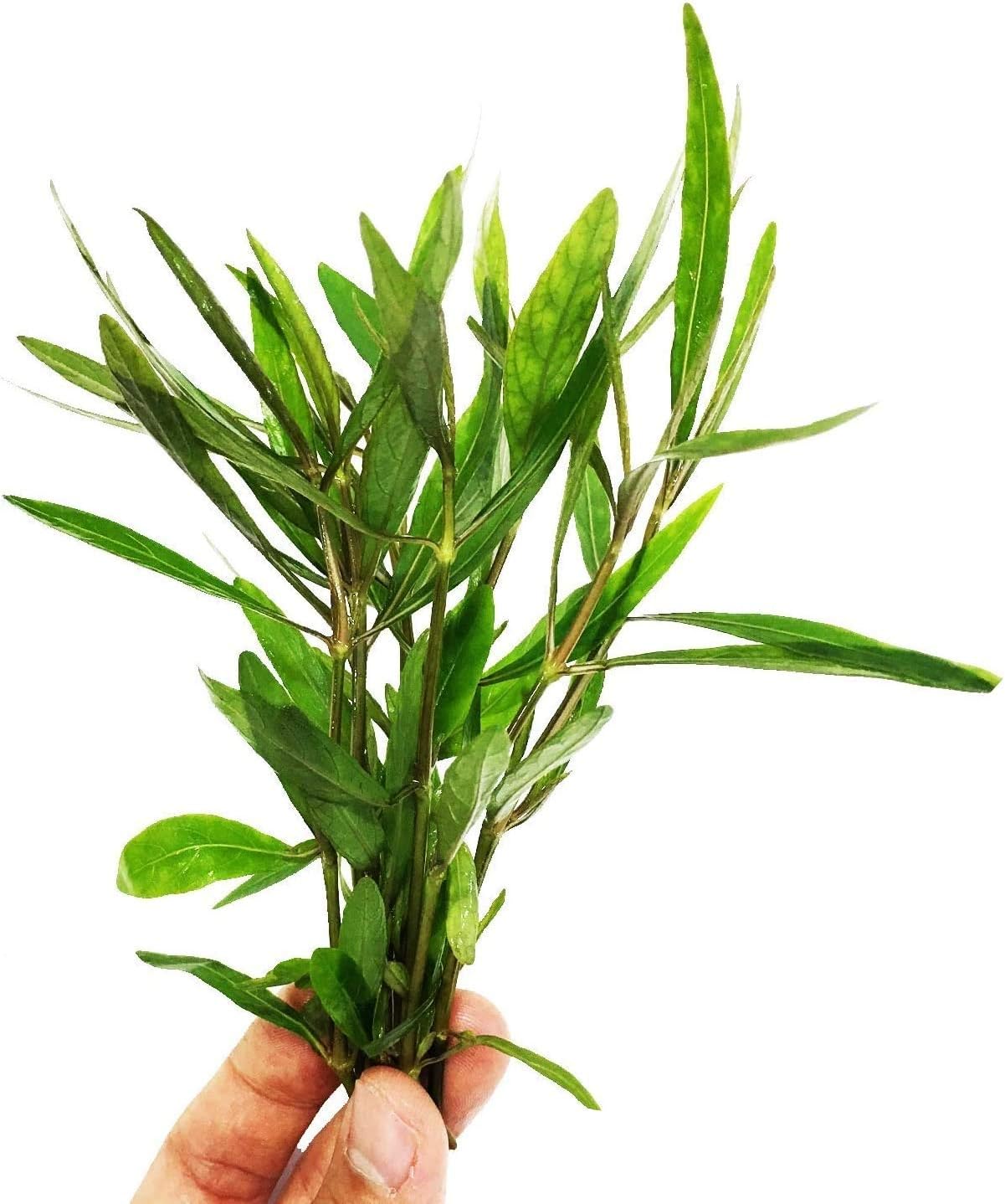 – Hygrophila Corymbosa Bunch Temple Hygro Live Aquarium Plant Decorations BUY2GET1FREE