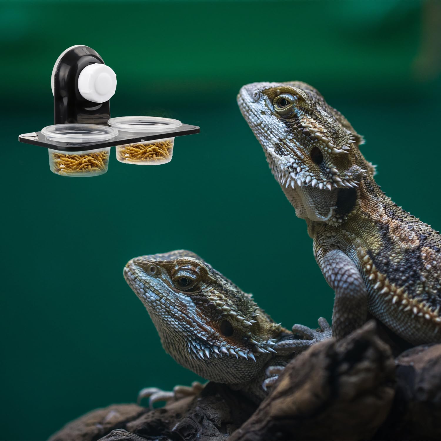 Rumyve 2PCS Reptile Feeder,Double Bowl Plastic Gecko Feeding Ledge,Removable Reptile Feeding Dish and Suction Cup - Image 4