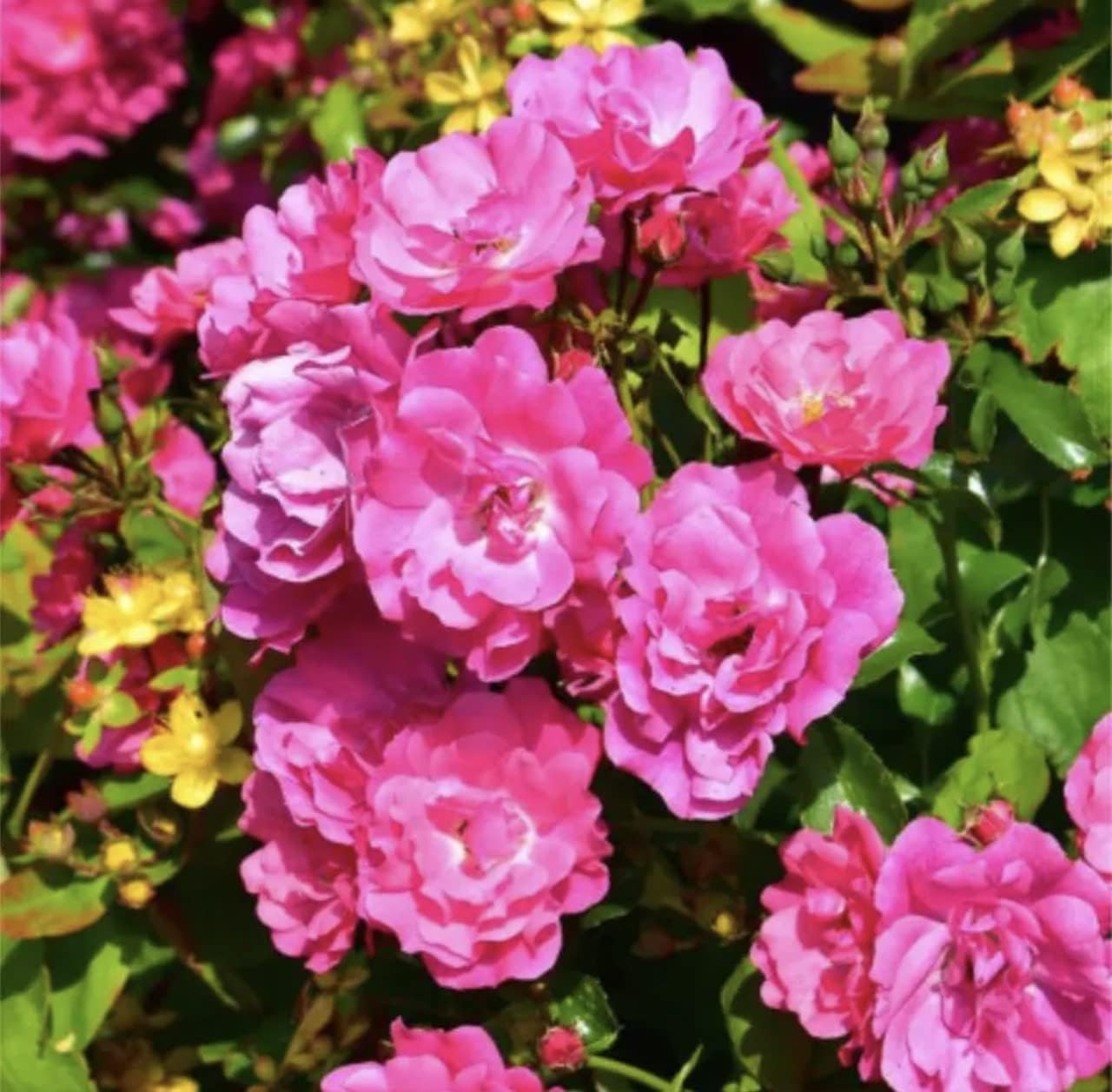 'Pink Flower Carpet' Standard Rose (100cm) - Large Clusters of Small Dark Pink Blooms - 7L Potted Standard Rose Tree