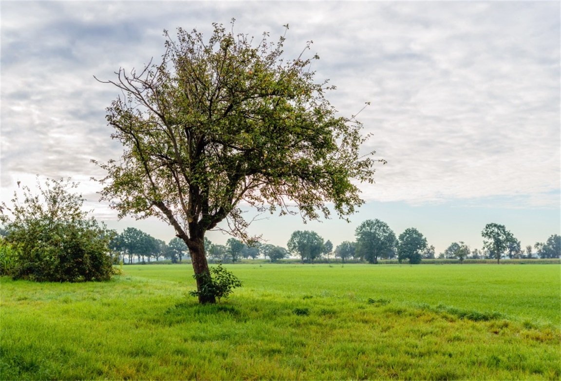 AOFOTO8x6ft Garden Forest Meadow Sunndy Rustic Countryside Background Photography Backdrop Kid Adult Artistic Portrait Photo Studio Props Video Drape Wallpaper