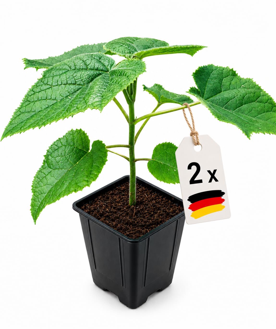 Lot de 2 Arbres Paulownia Turbo Pro à Croissance Rapide - Rustique Ombre