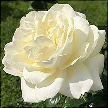 wallpapers Country Garden Roses Uk Discount Code amazon co uk