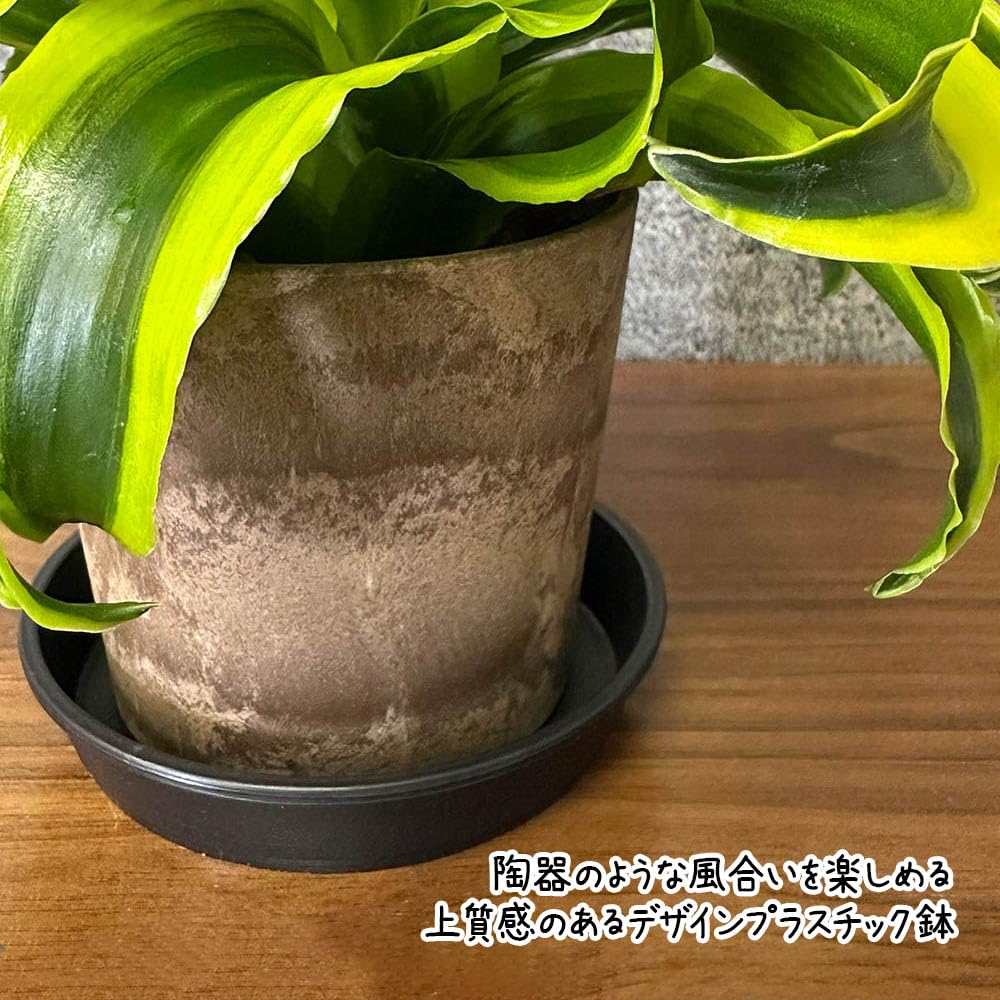 Amazon｜ドラセナ トルネード 4号 白セラアート鉢 鉢皿付｜観葉植物
