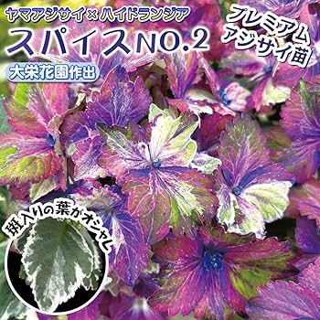 欄&空  輸入アジサイ 2種 711vhPB+yBL._UF1000,1000_QL80_.jpg