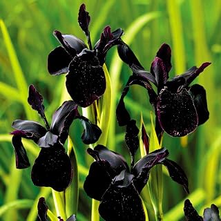 Black Iris 10 Pcs Bulbs, The Rare Black Flowers Planted in The Courtyard are Amazing, Easy to Cultivate, They are Planted in The Garden, Courtyard, Windowsill and Bedrooms