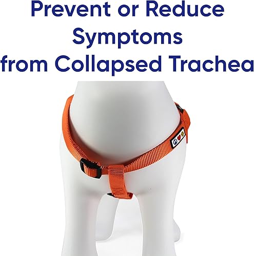 Miniatura 4 de Pawtitas Paquete económico | Arnés para perro extra pequeño + collar para perro extra pequeño + correa extra pequeña de 6 pies para perro, juego