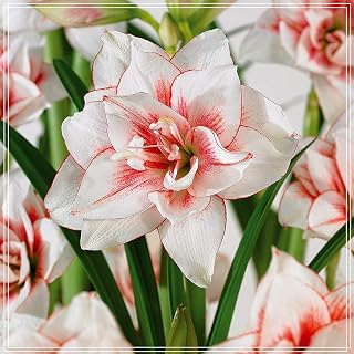 1 PCS Amaryllis Bulbs Colors Root Flowering Rhizome Excellent Display Indoor Perennial Special Decoration Garden Best Potted Varietiesr (1 Bulb,A)