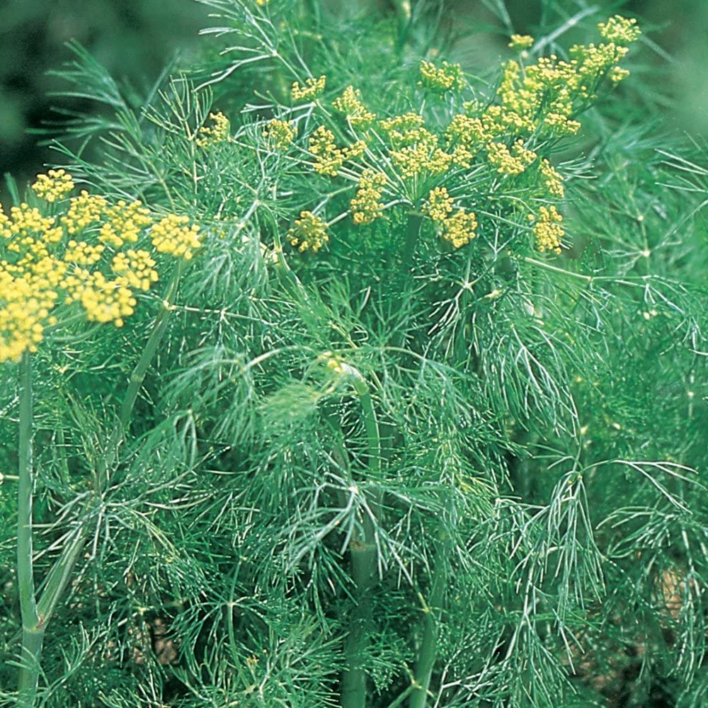SRI SAI FORESTRY Dill Seeds, Soya leaf (500 Seeds), Dill leaf Seeds for Home Garden (B0B757FJYY) Amazon Price History, Amazon Price Tracker