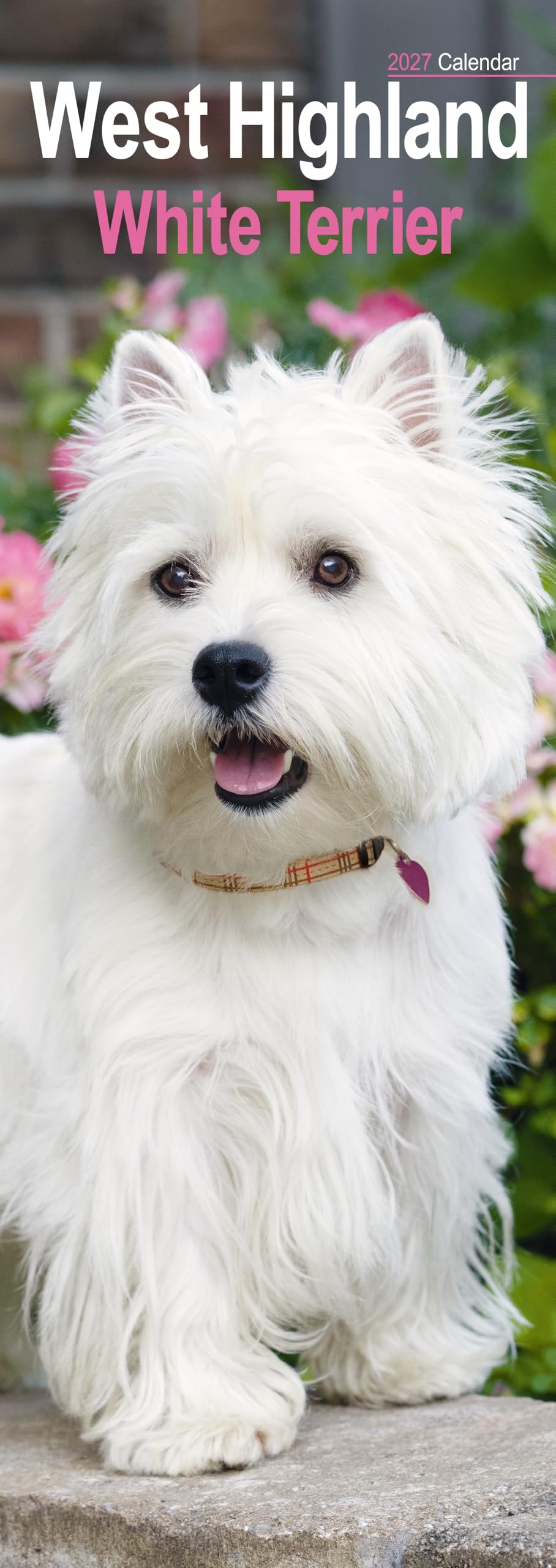 West Highland Terrier Slim 2027 Calendar | Slimline Wall Calendar | Dog Breed Gift | Plastic Free Packaging | by Avonside Publishing