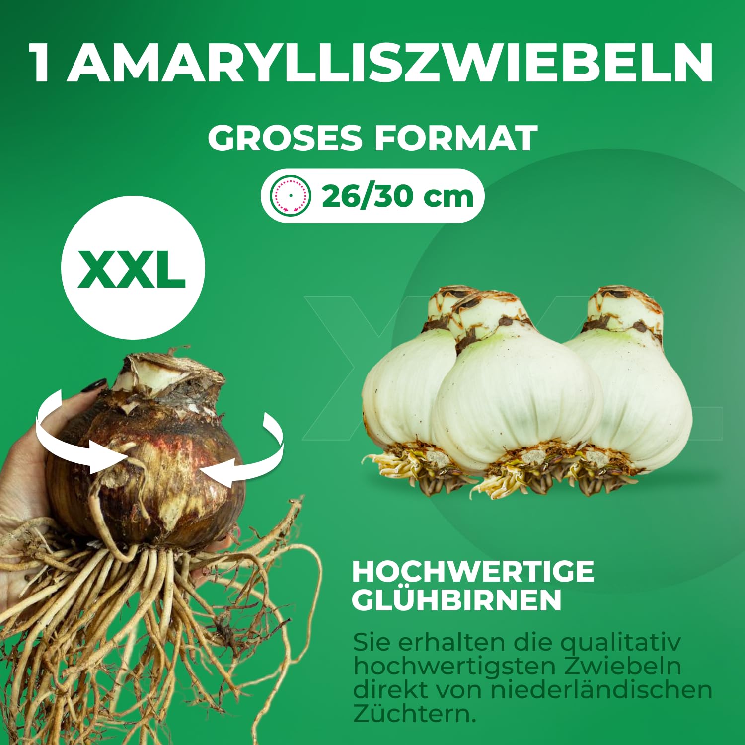 Bulbe Amaryllis Benfica Format 26/30 | Hippeastrum Grandes Fleurs | Pour Intérieur | Floraison Hiver/Printemps | Livré 1 Bulbe