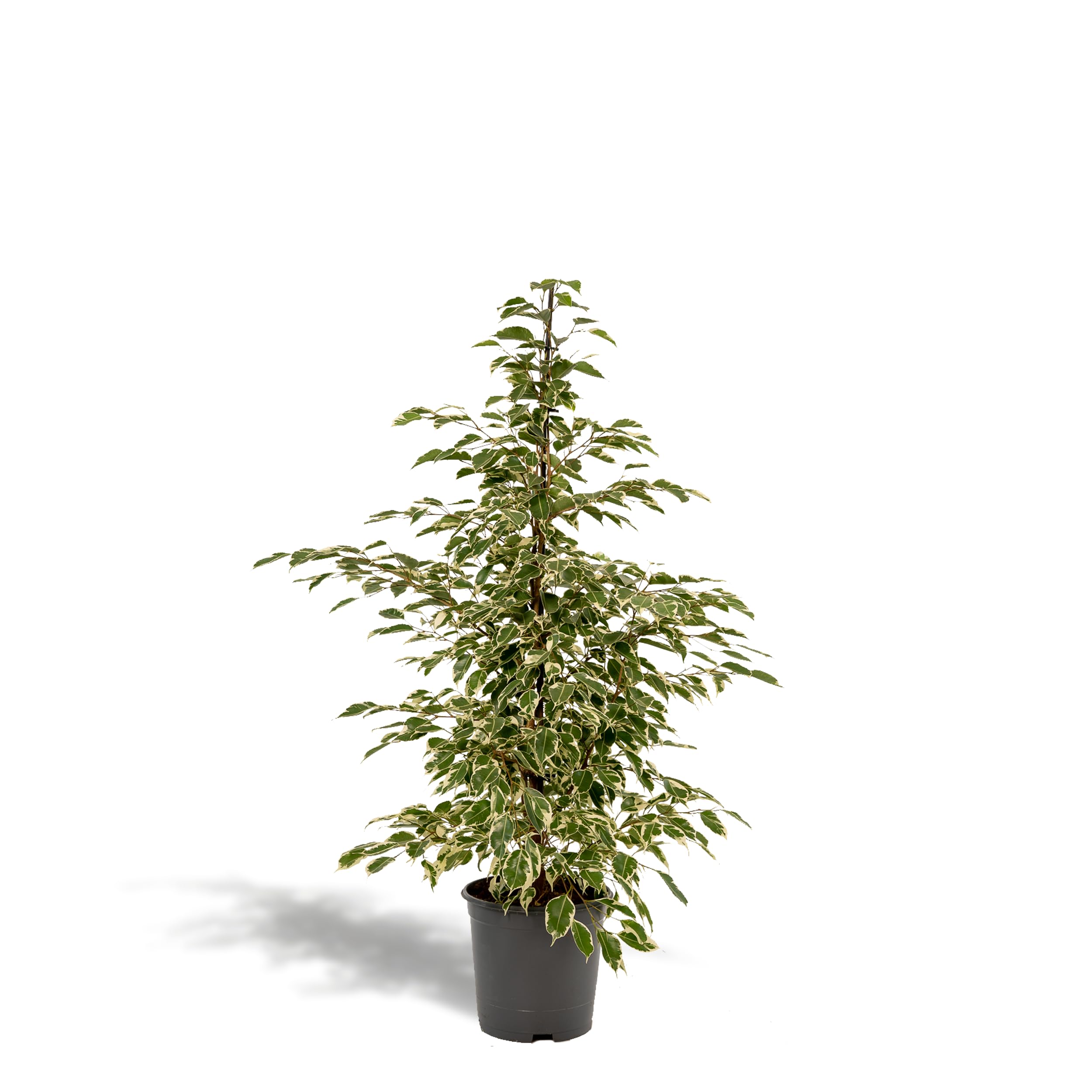 La Green Touch - Ficus benjamina Twilight h95cm - Plante d'intérieur - Pot 21cm, Hauteur 95 cm