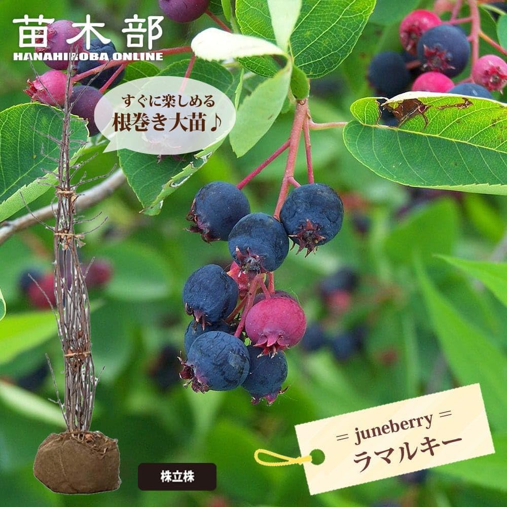 Amazon.co.jp: ジューンベリー ラマルキー 株立ち大苗 : DIY・工具