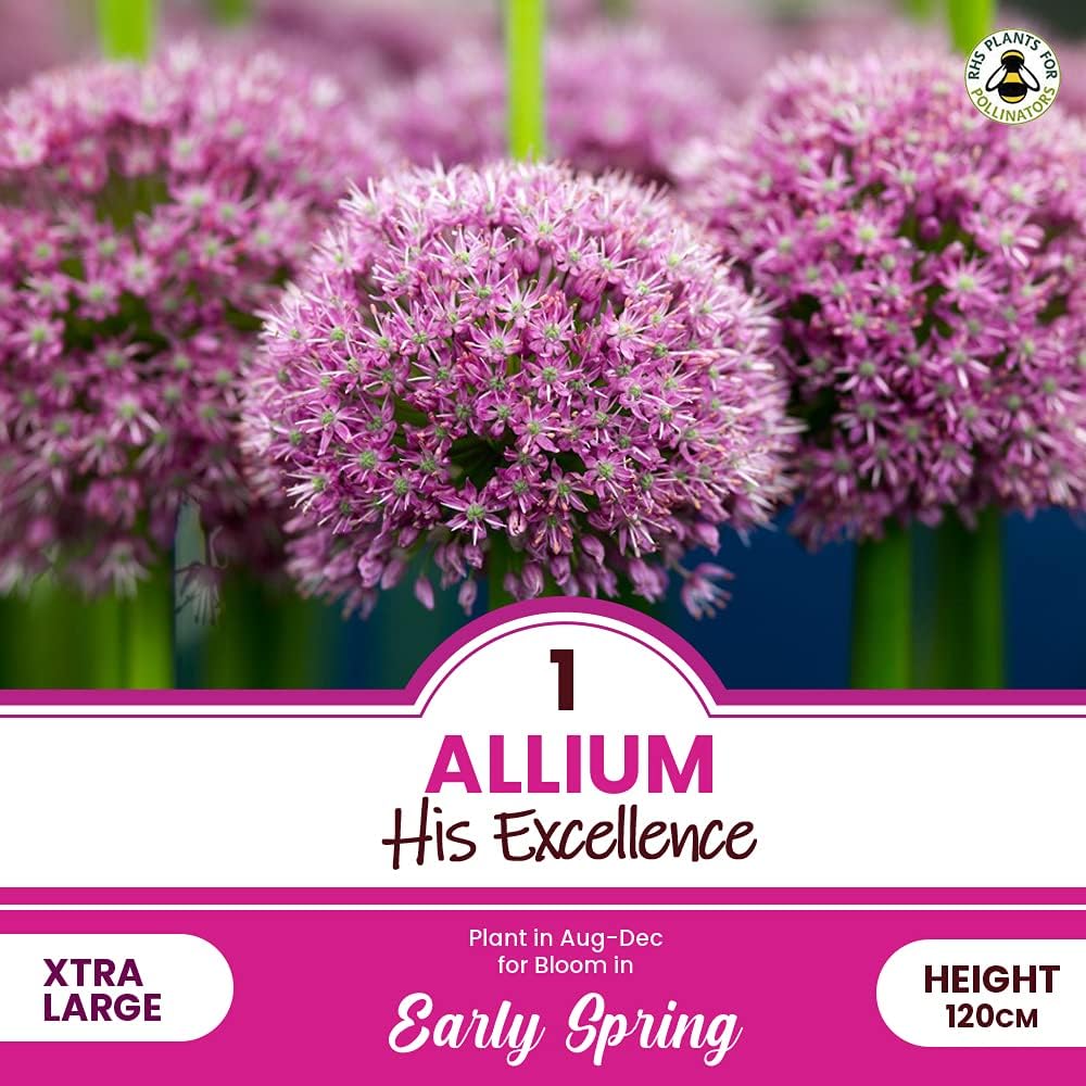 1 x Allium His Excellence RHS Plants for Pollinators Perennials