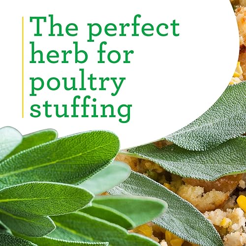 Miniatura 4 de Bonnie Plants Garden Sage - Plantas de hierbas vivas, paquete de 4, fáciles de cultivar, sin OMG, perennes en las zonas 5 a 8, ingrediente clave del