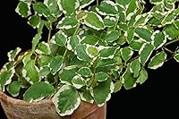 Vista 8 de Ficus Tree - Paquete de 5 plantas de inicio en macetas de 2 pulgadas, variedad de variedades, impresionante planta interior de fácil cuidado