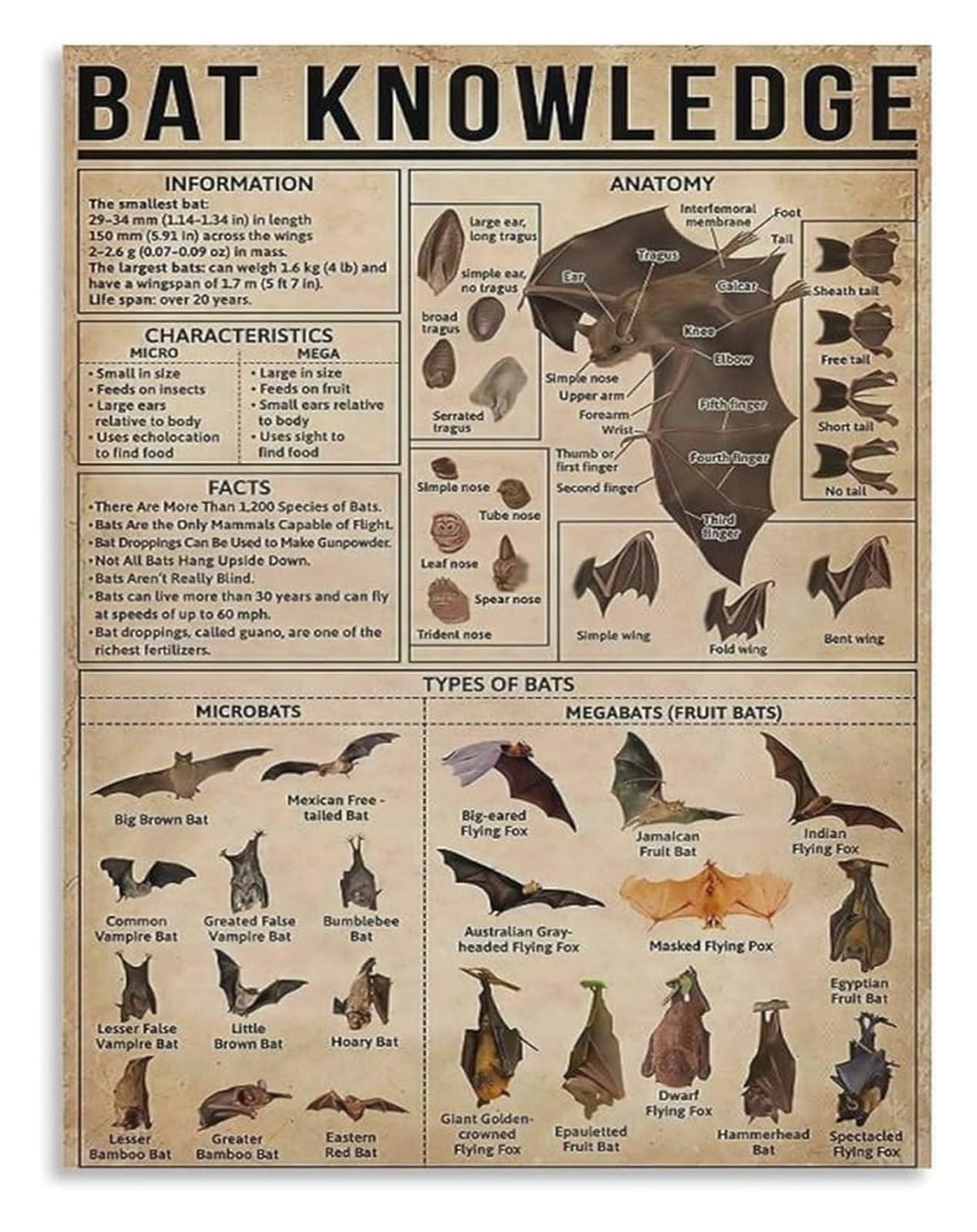 BIRXPMOS Bat Information Poster Vintage Wildlife Knowledge Canvas Wall-Art Educational Decor for Nature Lovers(Unframed,12x18inch(30x45cm))