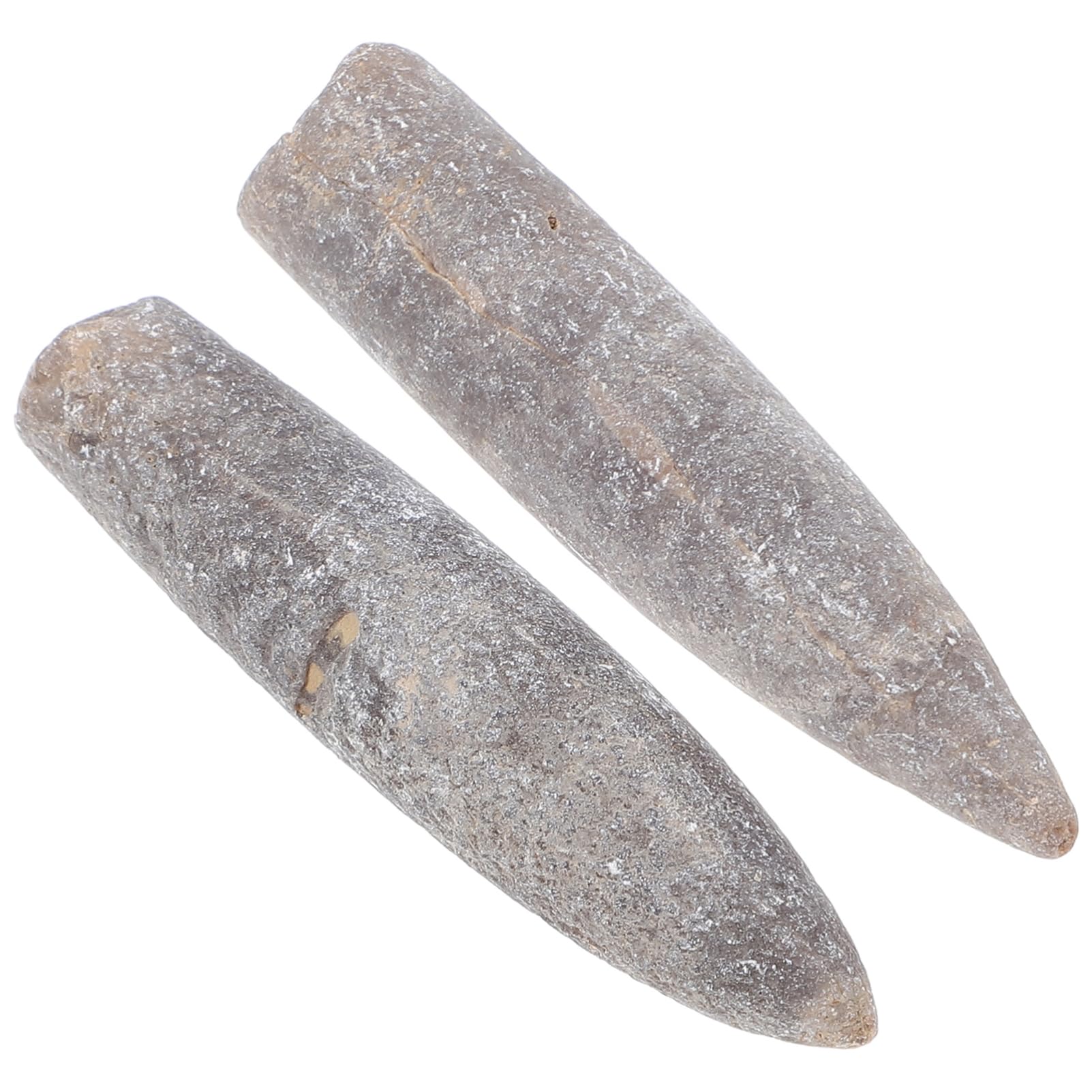 Healifty Natural Belemnite Specimen Set Ichlenite for Education Decorative Teaching Supply