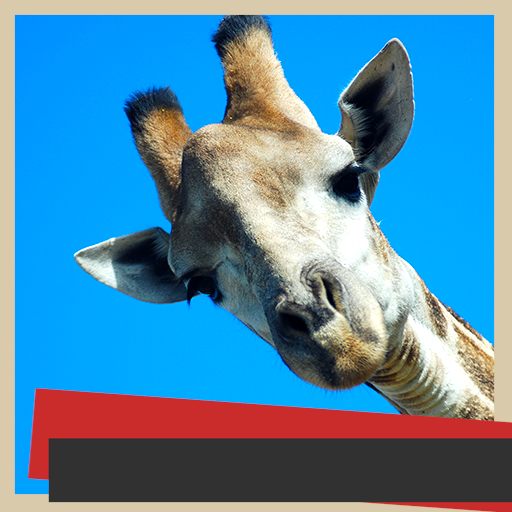 Marcos de fotos de jirafa