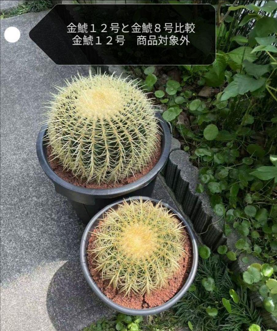 サボテン 金鯱 キンシャチ 8号 逸品 ビッグサイズ 本物 観葉植物 アガベ Amazon.co.jp: サボテン 金鯱 キンシャチ 8号 逸品 ビッグサイズ 本物