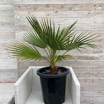 Amazon｜［20鉢限定］【10号鉢】ワシントンヤシ Washingtonia